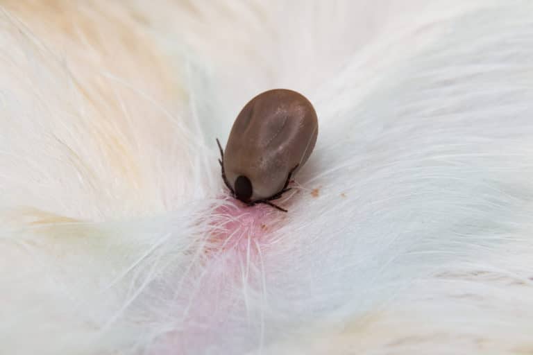 Maladie de Lyme chez le chien