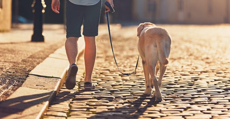 classement des villes chien