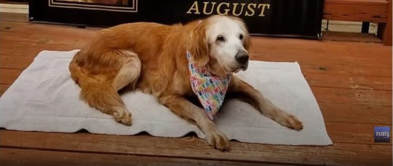 plus vieux Golden Retriever