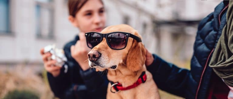 chiens crise d'ado