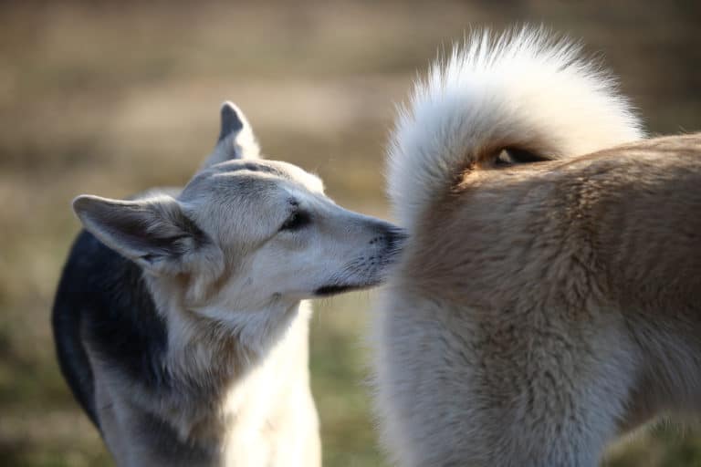 chien renifler anal