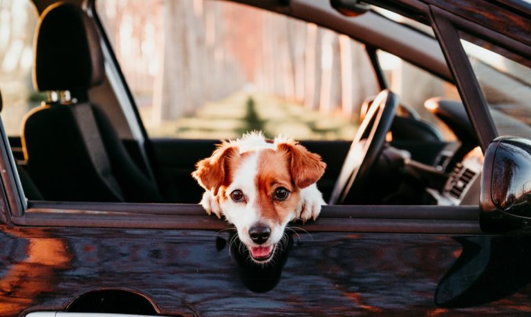 chien voiture
