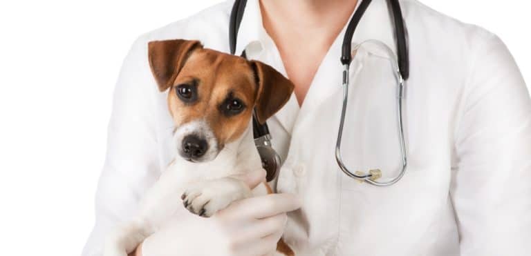 chien cryptorchidie