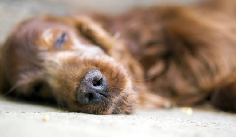 chien dormir