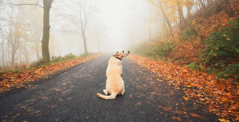 identification chien