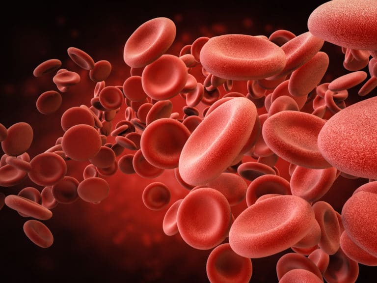 anémie hémolytique à médiation immune chien AHMI