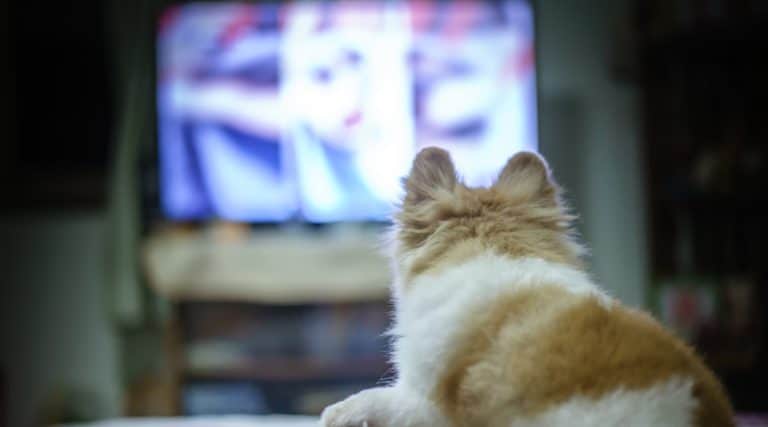 chiens télévision