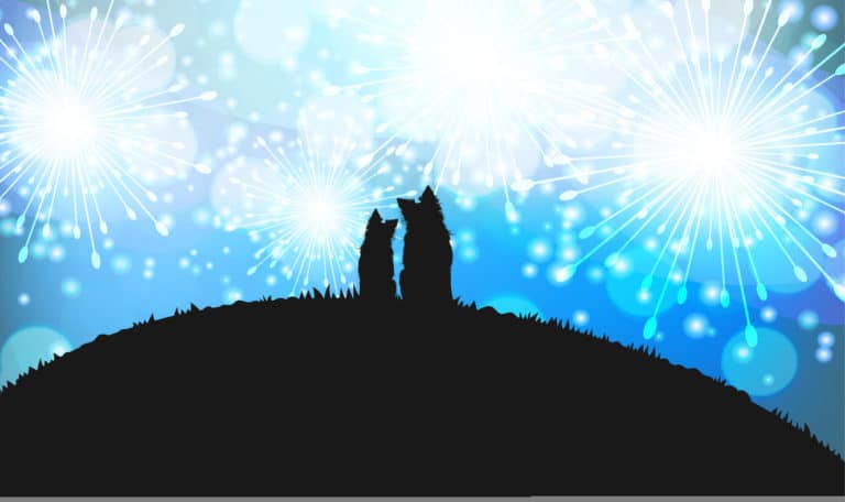 chien feu d'artifice