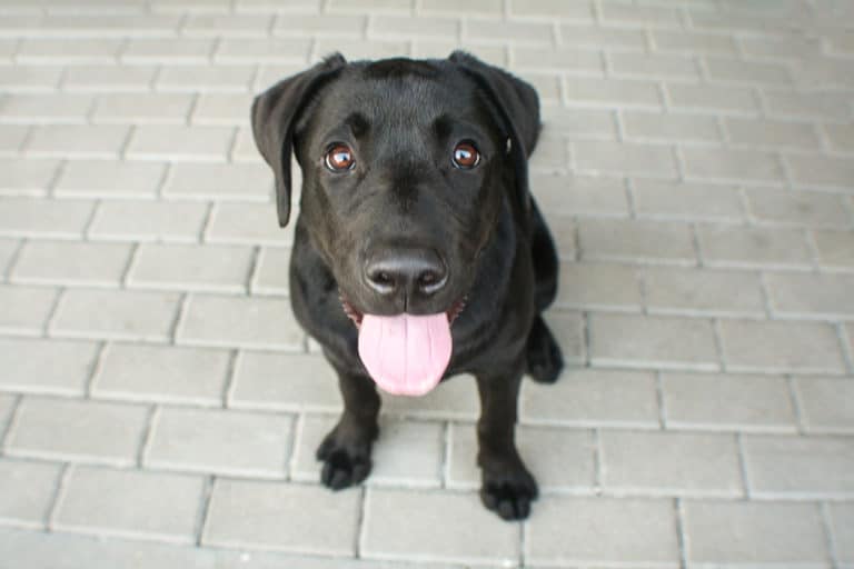 chien chaud halète