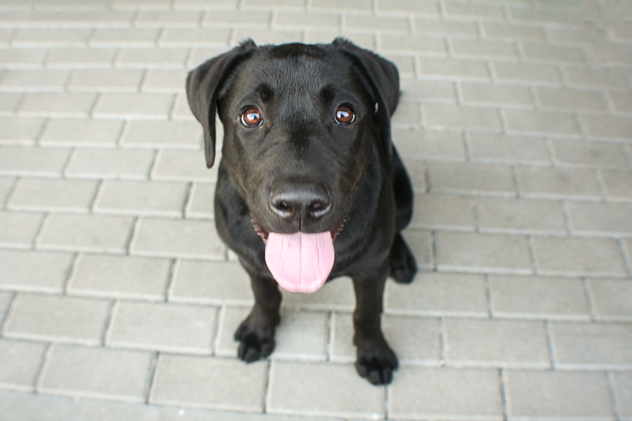 chien chaud halète
