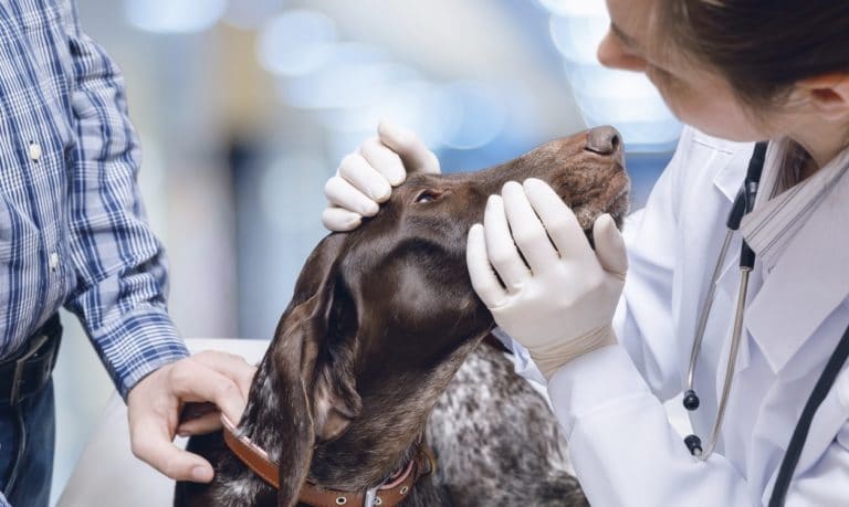 glaucome chien