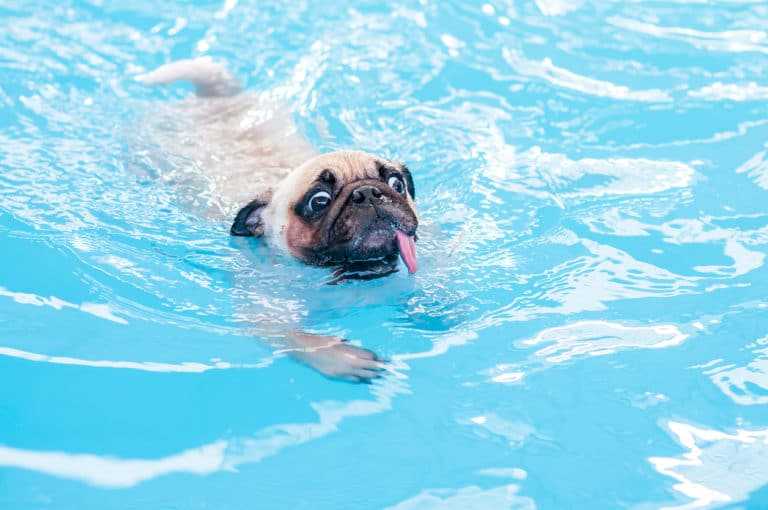 chien nager eau