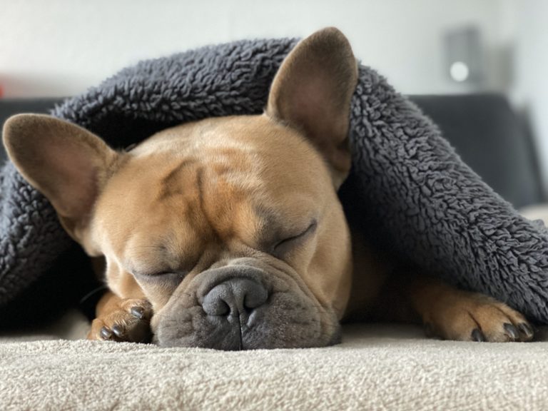 anémie hémolytique à médiation immune chien
