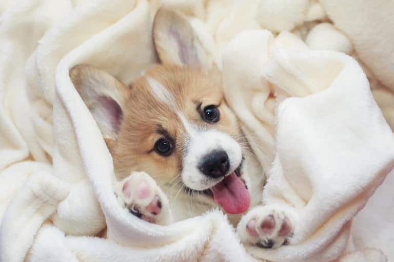 chiot adoption mignon