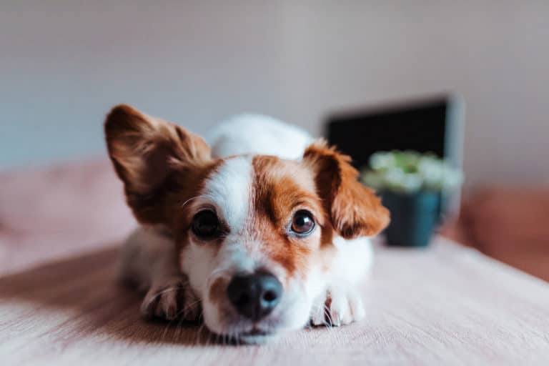 chien oreille écoute