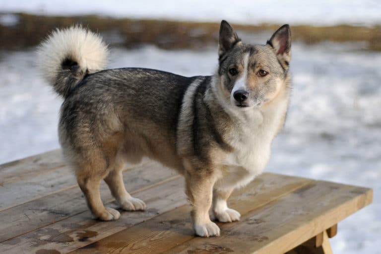 Chien Swedish Vallhund