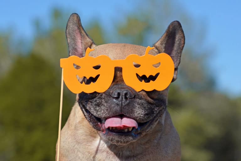 chien avec lunettes Halloween