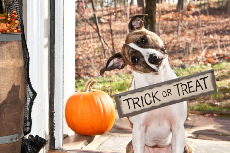 Chien avec panneau Trick or Treat