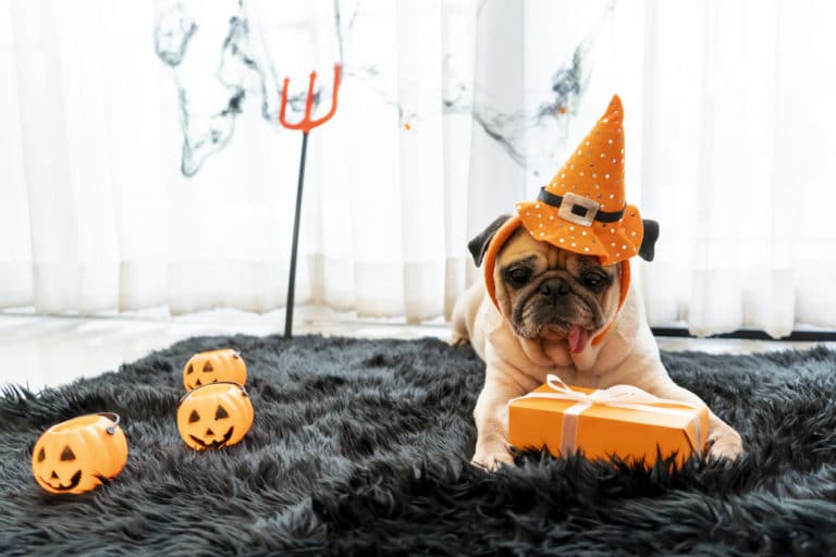 petit chien carlin déguisé avec un chapeau d'halloween