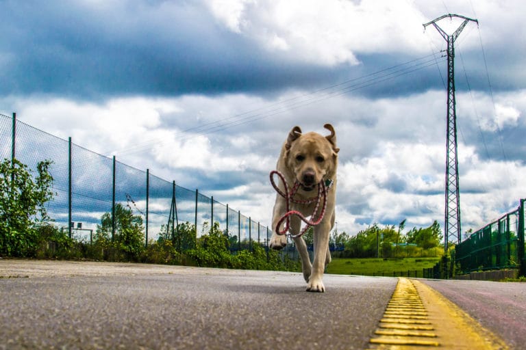 chien qui court