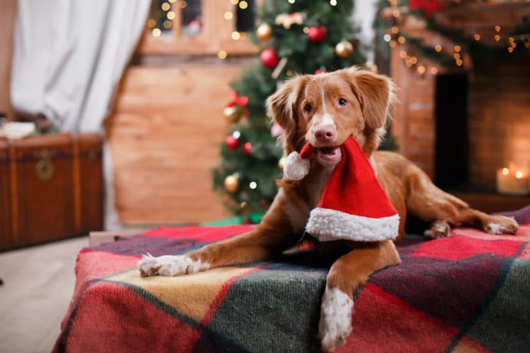 chien avec un bonnet de père noël dans la gueule