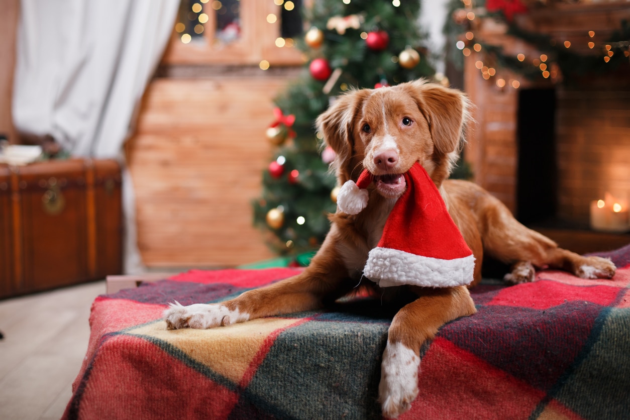 chien avec un bonnet de père noël dans la gueule