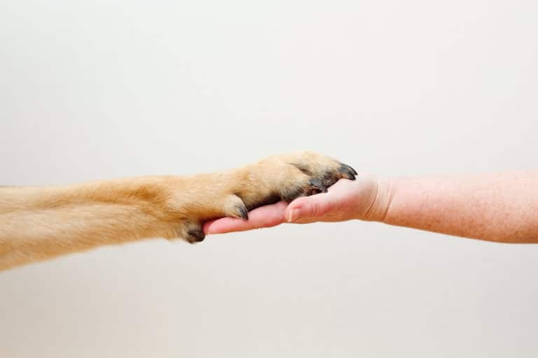 patte de chien dans une main