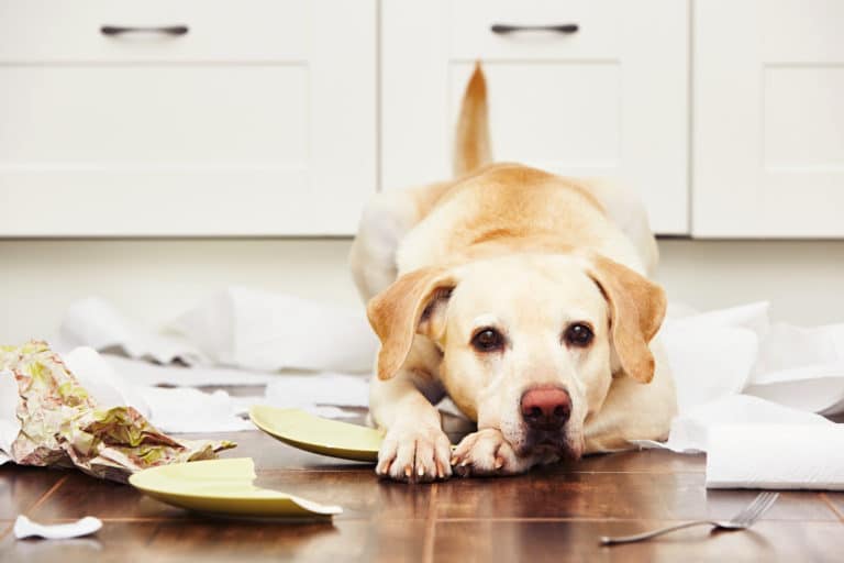 labrador qui a fait une bêtise
