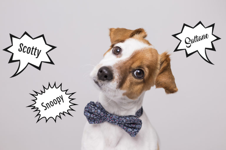 chien jack russel