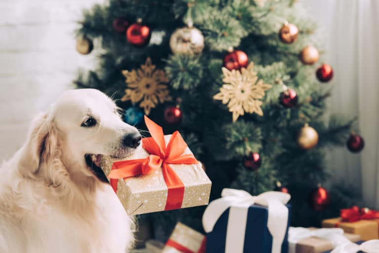 chien qui tient un cadeau dans sa gueule