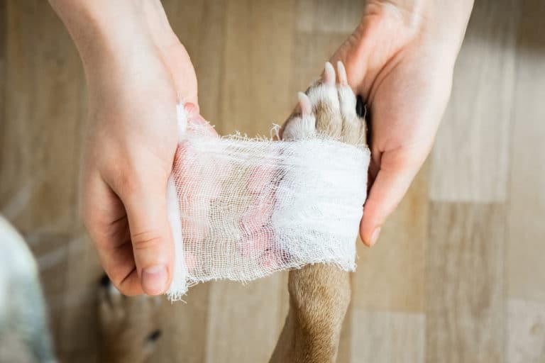 patte de chien bandée