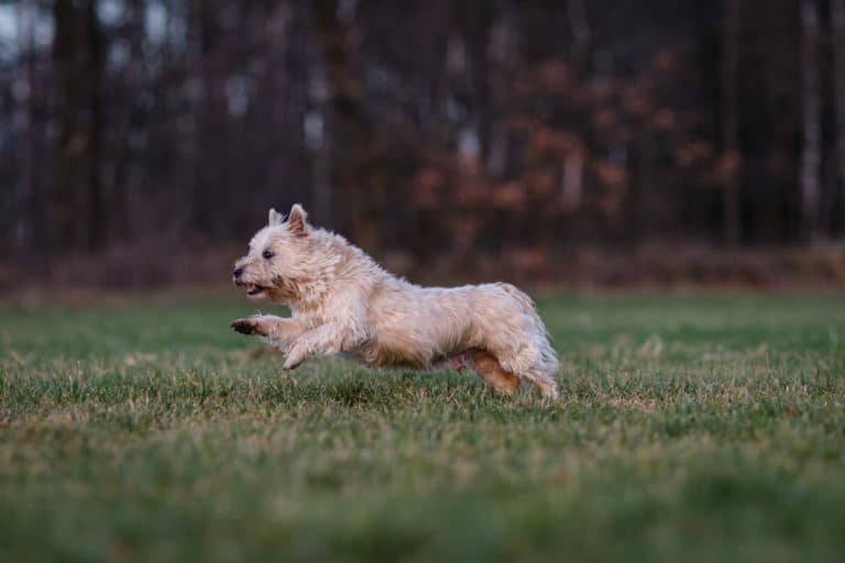 Chien Cairn Terrier en train de courir