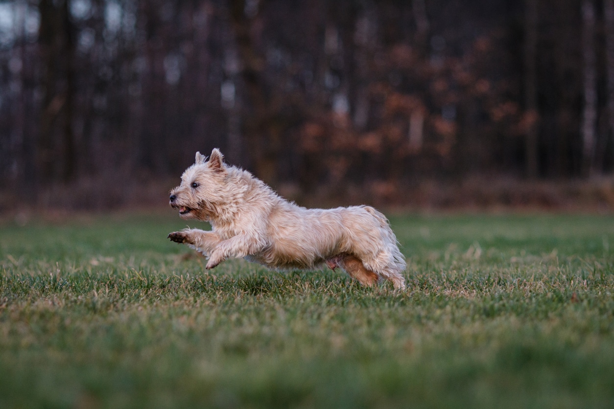 Chien Cairn Terrier en train de courir