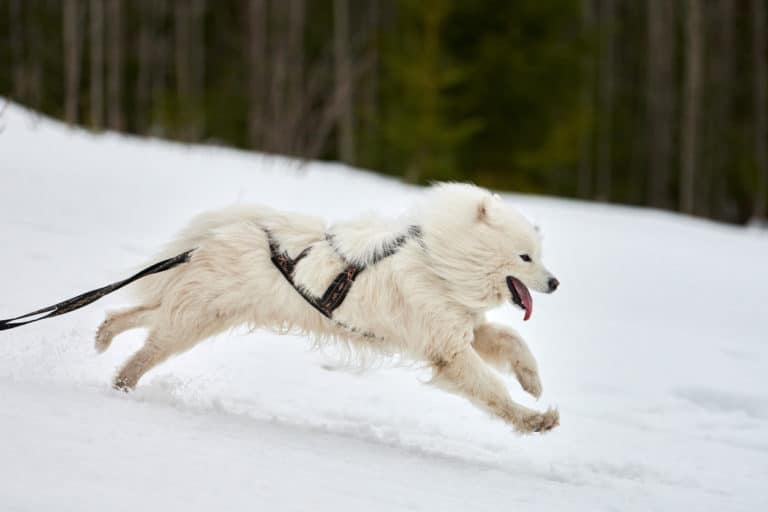 Samoyède qui court dans la neige