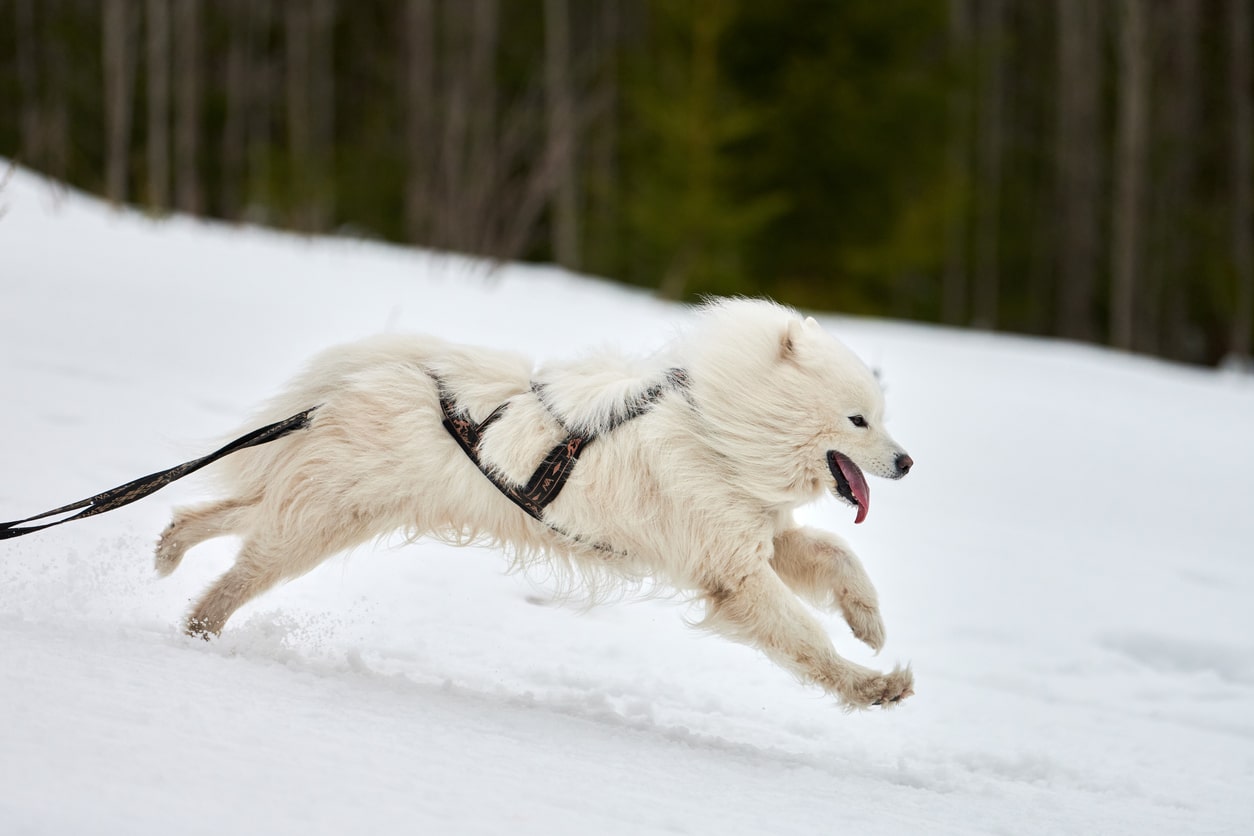 Samoyède qui court dans la neige