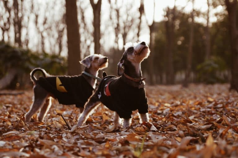 deux chiens avec un manteau dans une forêt