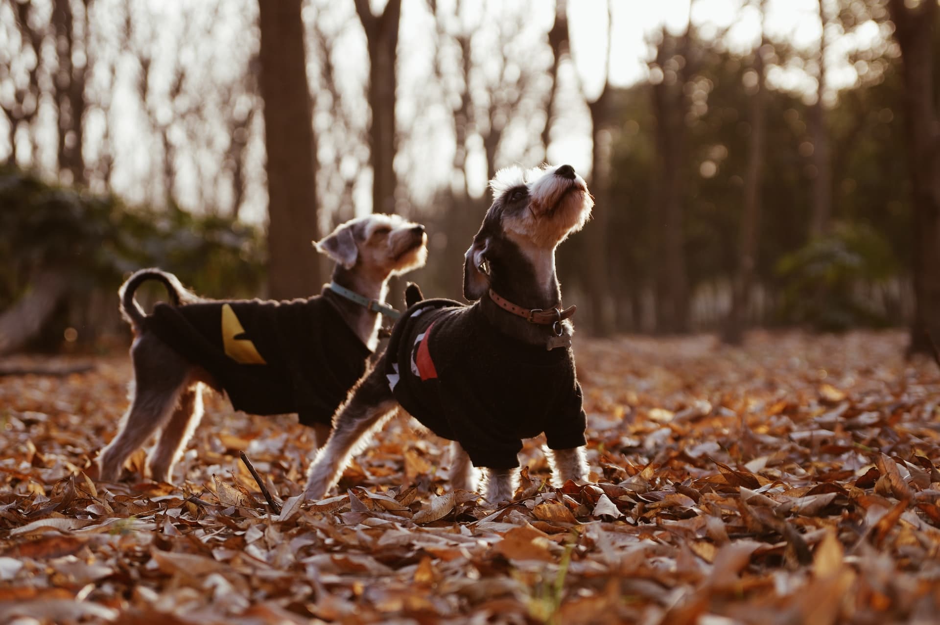 deux chiens avec un manteau dans une forêt