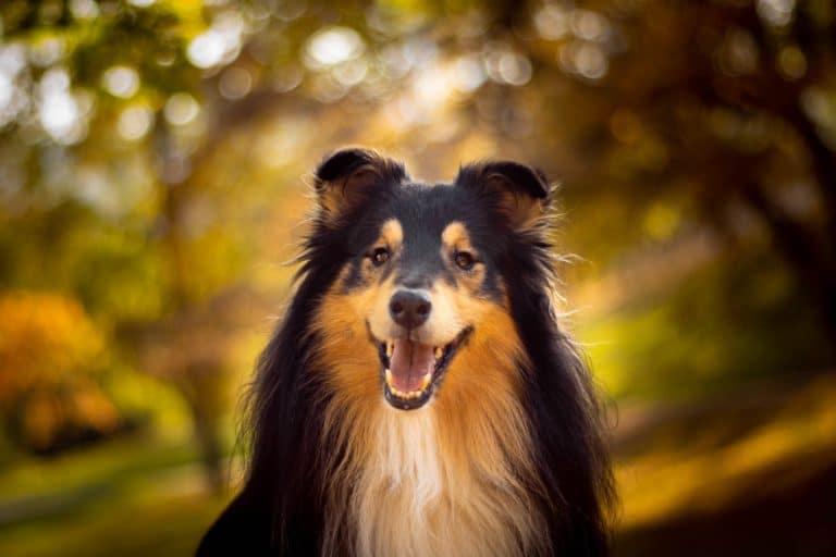 chien berger des shetland