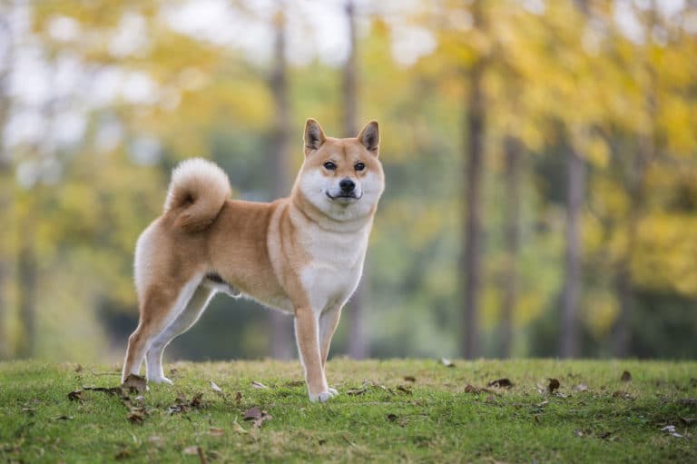 chien shiba inu roux