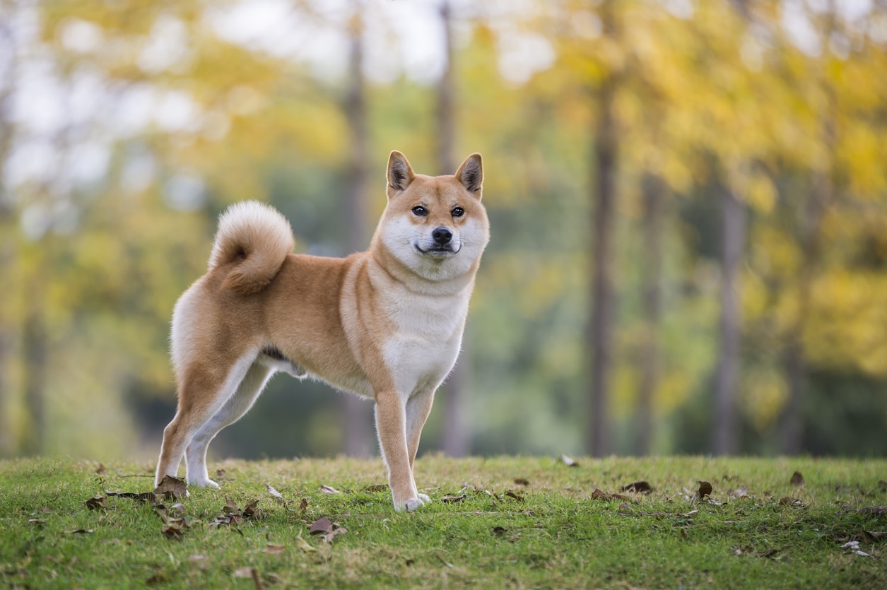 chien shiba inu roux
