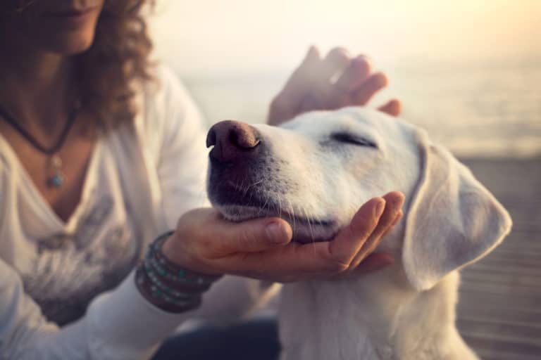 maitre qui caresse son chien