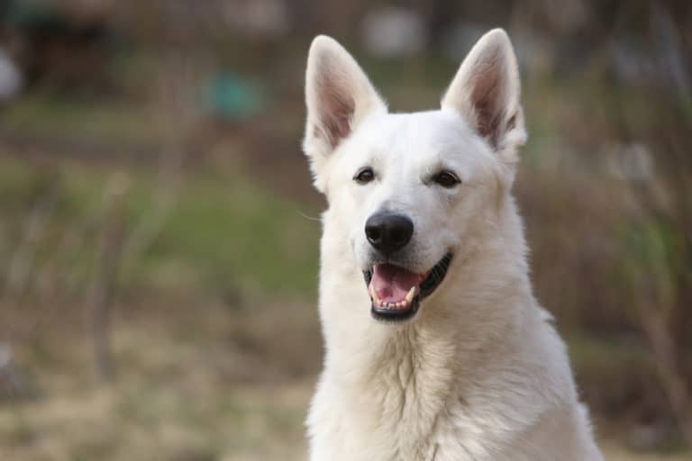 Portrait d'un berger blanc suisse