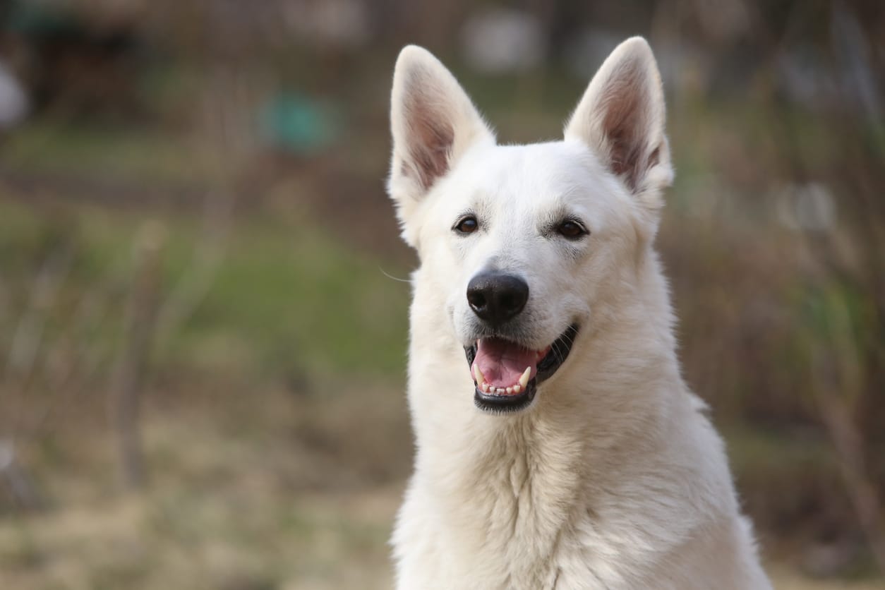 Le Berger Blanc Suisse, un loup au pelage immaculé