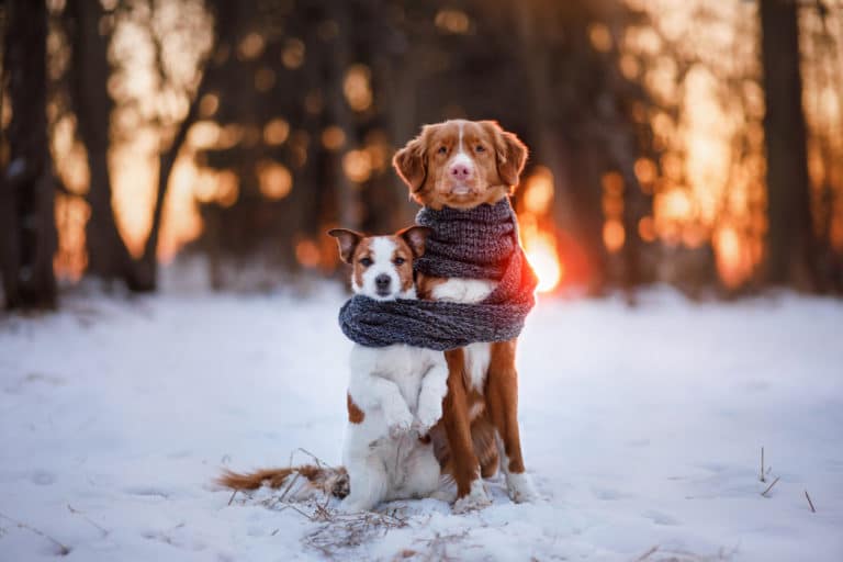 deux chiens enroulés dans une écharpe