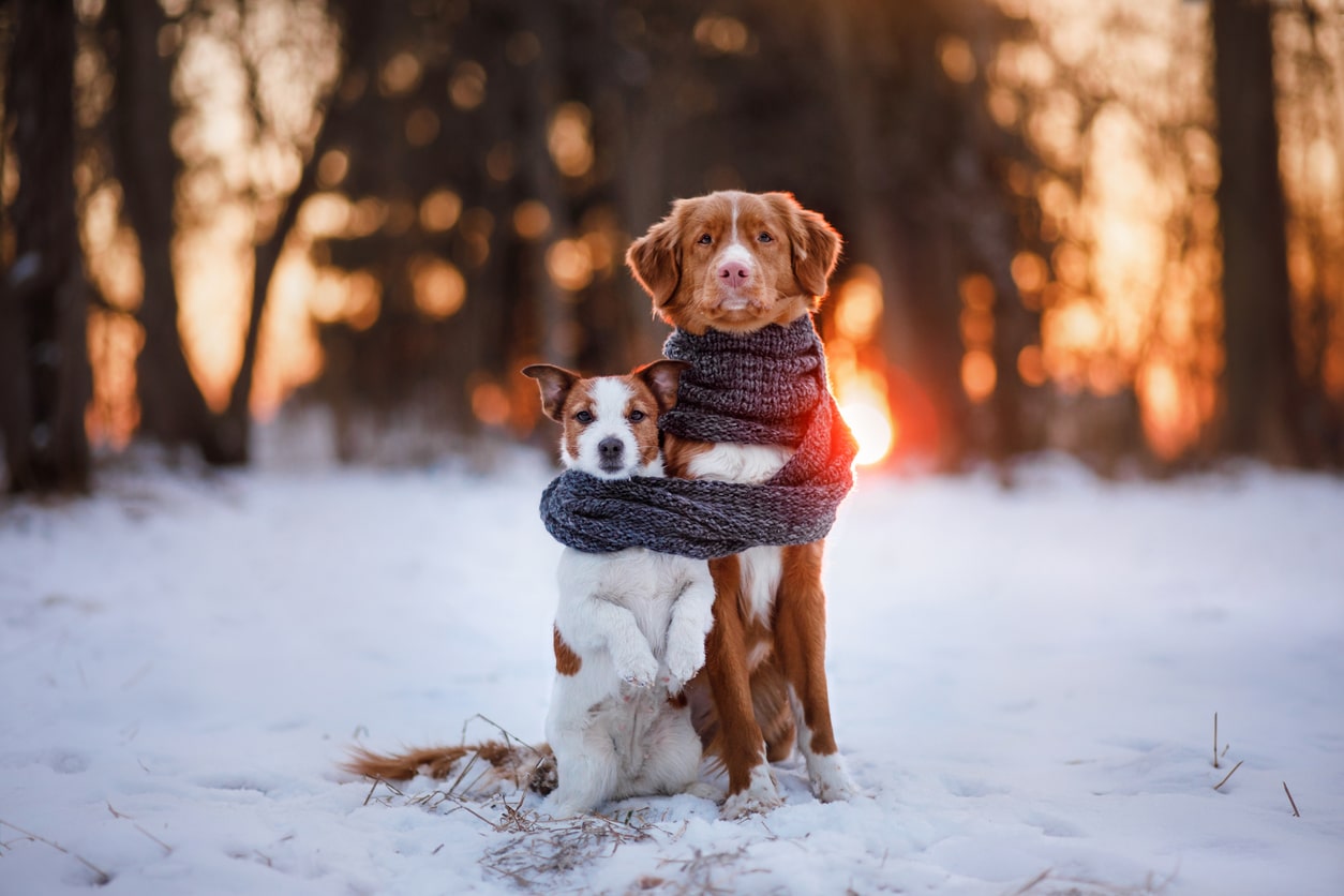 deux chiens enroulés dans une écharpe