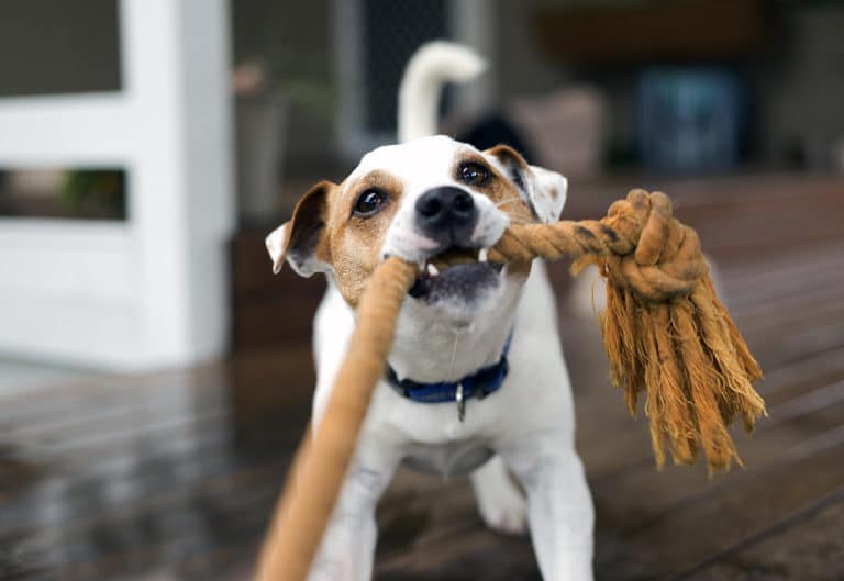 chien qui joue avec une corde
