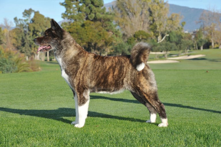 American Akita dans l'herbe