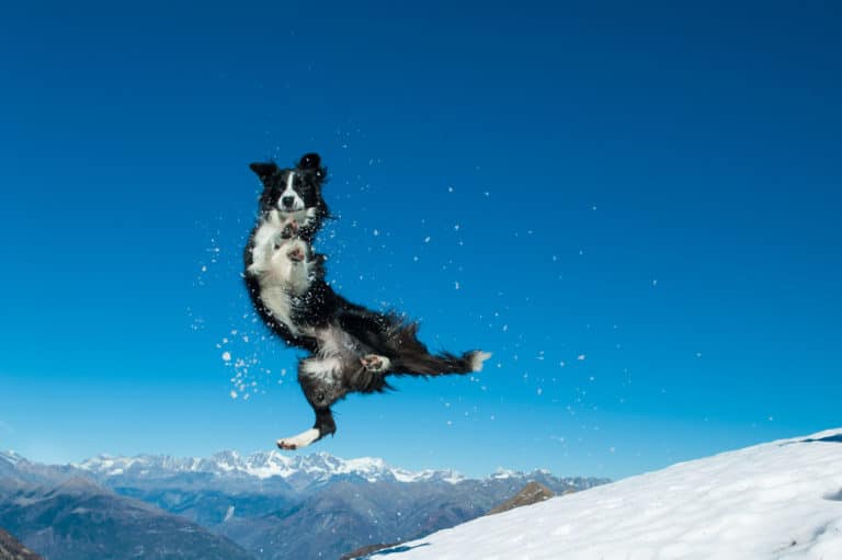 border collie qui saute dans la neige
