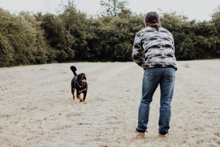 chien qui court vers son maitre
