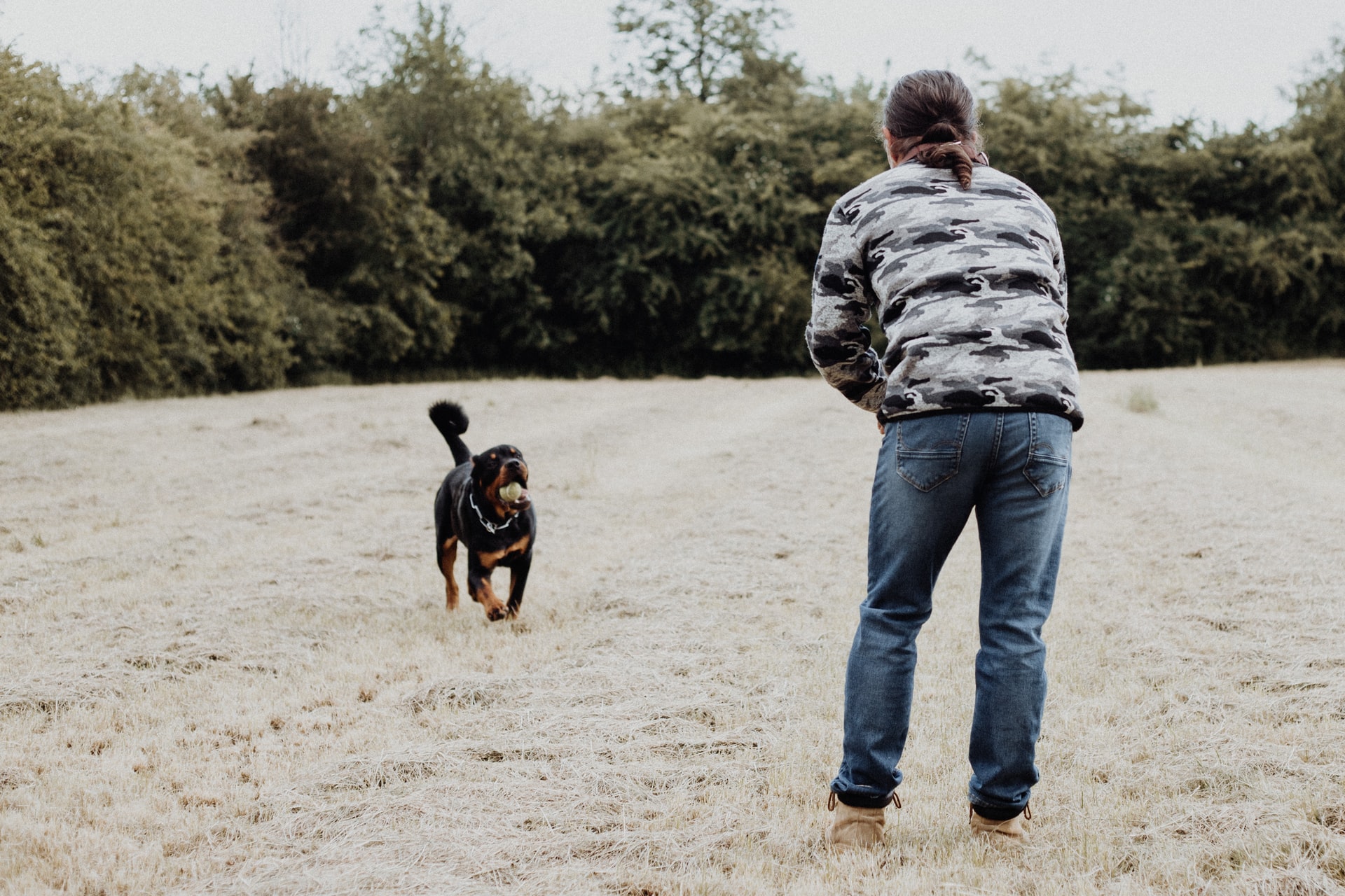chien qui court vers son maitre